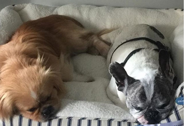 Max and Herc sleeping together.